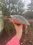 Pink Bellied Snapping Turtle Adults (Elseya novaguineae)