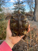 Burmese Brown Mountain Tortoise Female 1 ( Manouria emys emys)