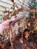 Giant Butterfly Agamas (Leiolepis guttata)