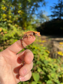 Premium Crested Gecko Babies (Correlophus ciliatus)