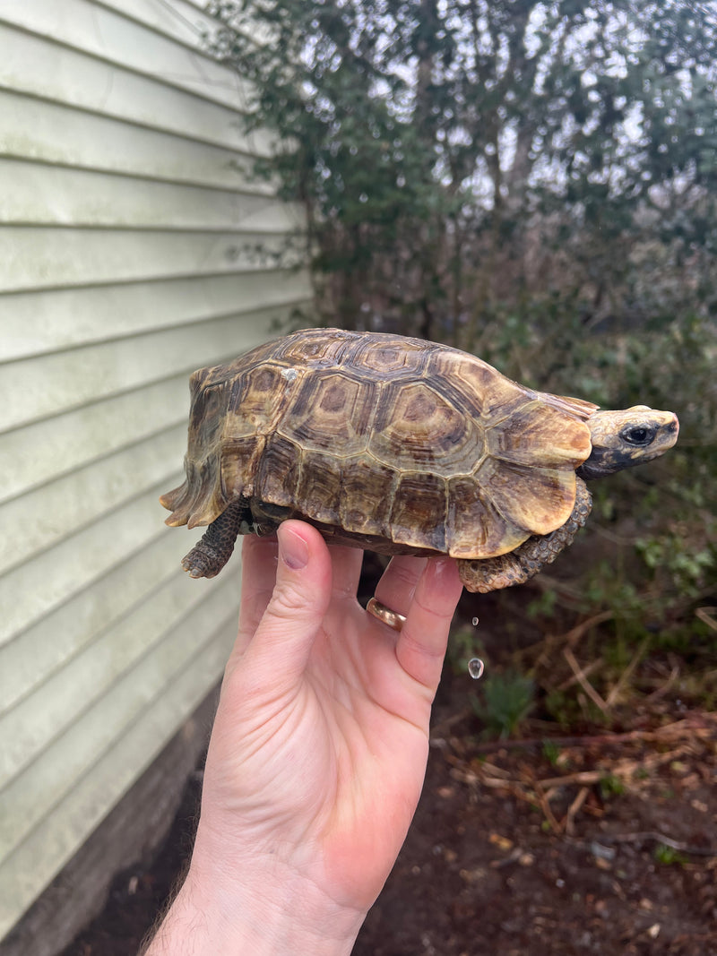 Homes Hinge-back Tortoise Adult Pair 3 (Kinixys homeana)