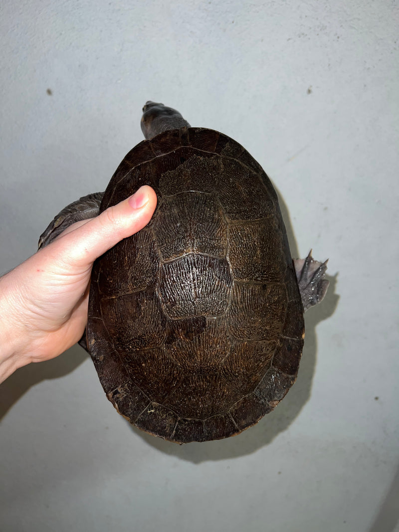 Pink Bellied Sideneck Turtle Adult Female (Emydura subglobosa)