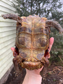 Homes Hinge-back Tortoise Adult Pair 2 (Kinixys homeana)