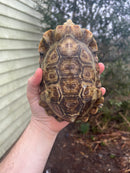 Homes Hinge-back Tortoise Adult Pair 3 (Kinixys homeana)