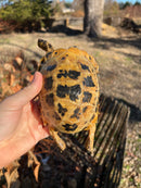 Forstens Tortoise 2020 Female 3 (Indotestudo forstenii)