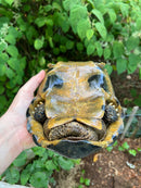 Forstens Tortoise Adult  Male 6 (Indotestudo forstenii)