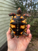 Brazilian Cherryhead Tortoise 2021