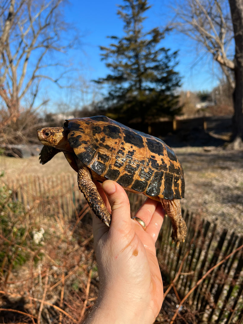 Forstens Tortoise Adult  Male 9 (Indotestudo forstenii)