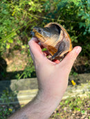 Vampire Musk Turtle Adults (Claudius angustatus)