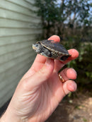 Northern Diamondback Terrapins (4 inches) (Malaclemys terrapin)