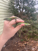 Green Anole (Anolis carolinensis)