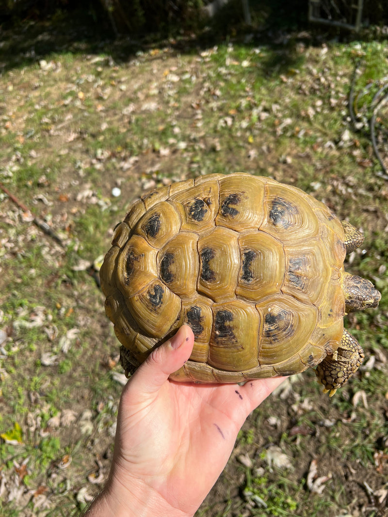Russian Tortoise XXL Female (Testudo horsfieldii)