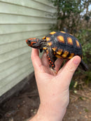 Brazilian Cherryhead Tortoise 2021