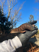 Solomon Island Ground Skink (Eugongylus albofasciolatus