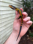 Drakensburg Crag Lizard Pair (Pseudocordylus subviridis)