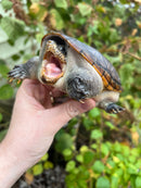 Vampire Musk Turtle Adult Female