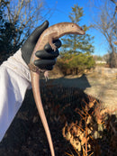 Solomon Island Ground Skink (Eugongylus albofasciolatus