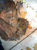 Adult Mata Mata Pair (Chelus fimbriata)
