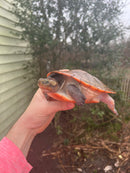Pink Bellied Sideneck Turtle Adults (Emydura subglobosa)