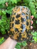 Forstens Tortoise Adult  Male 6 (Indotestudo forstenii)