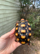 Brazilian Cherryhead Tortoise 2021