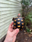 Brazilian Cherryhead Tortoise 2021