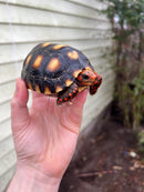 Brazilian Cherryhead Tortoise 2021