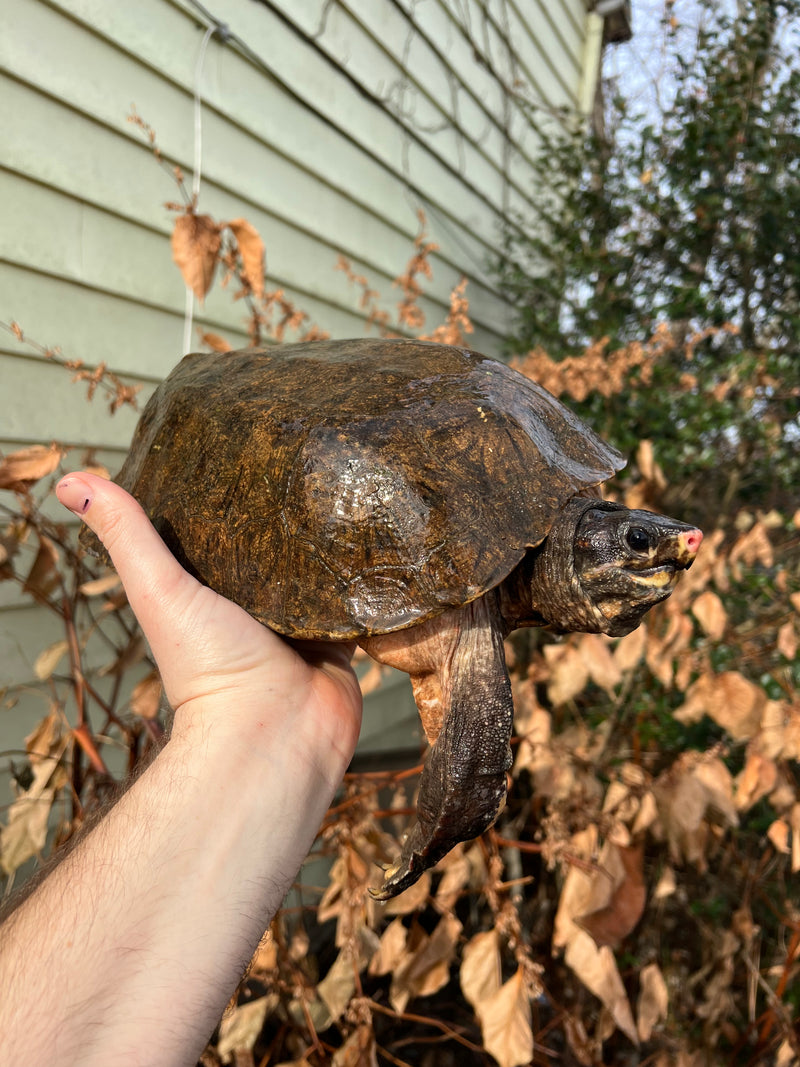 Flat Shell Turtle Adult Female (Notochelys platynota)