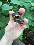 Vietnamese Pond Turtle Babies (Mauremys annamensis)