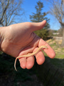 Egyptian Legless Sand Skink (Sphenops sepsoides)