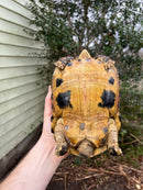 Forstens Tortoise Adult  Female 1 (Indotestudo forstenii)