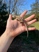 Pallida Pale Agama Adults (Agama trapelus pallida)