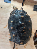 Red Foot Tortoise Adult Female 3 (Chelonoidis carbonaria)