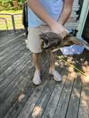 Alligator Snapping Turtle Adult Female (Macrochelys temminckii)