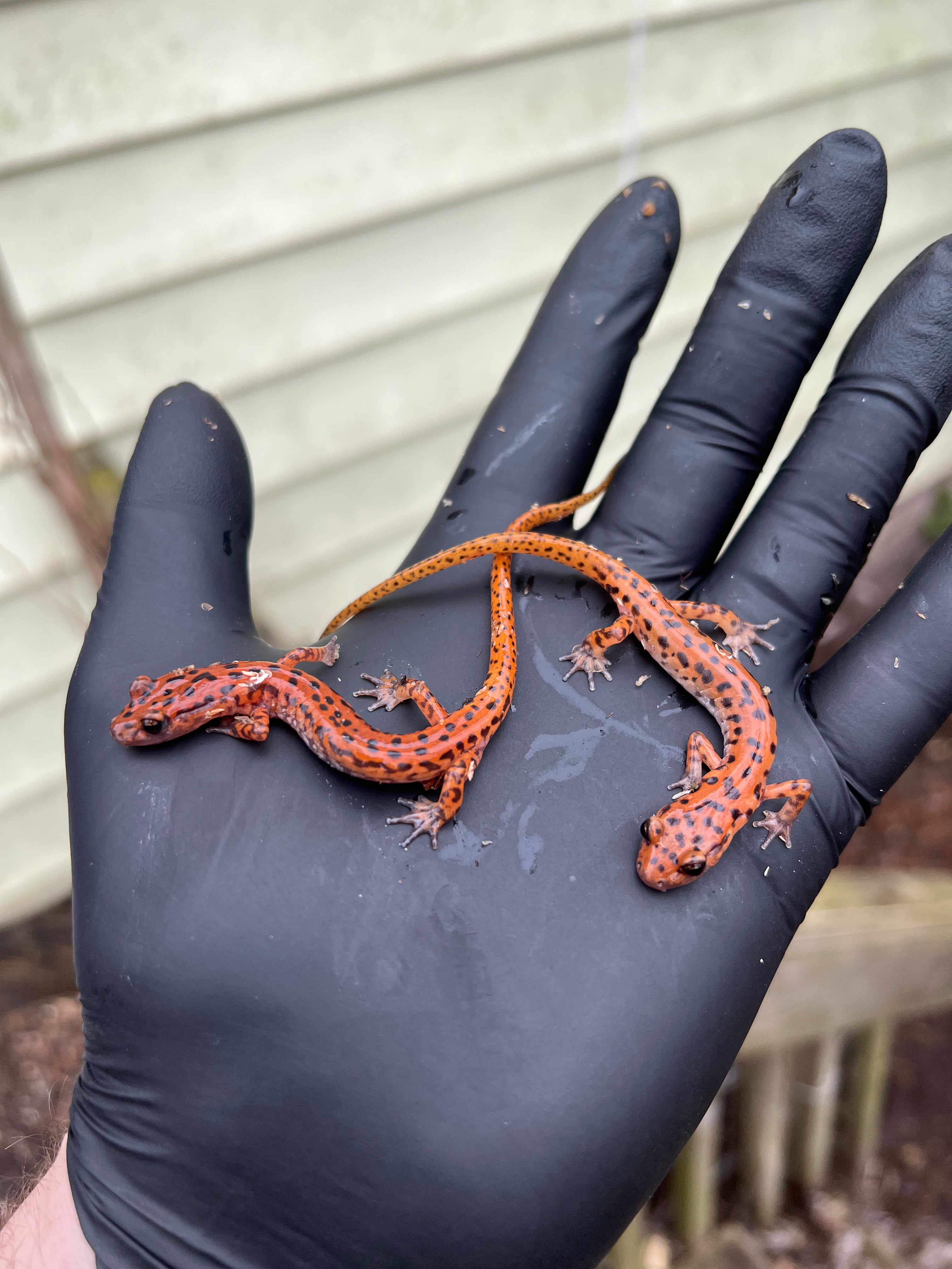Cave Salamanders For Sale American Reptile Distributors