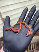 Cave Salamanders (Eurycea lucifuga)