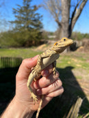 Painted Agama (Laudakia stellio brachydactyla)