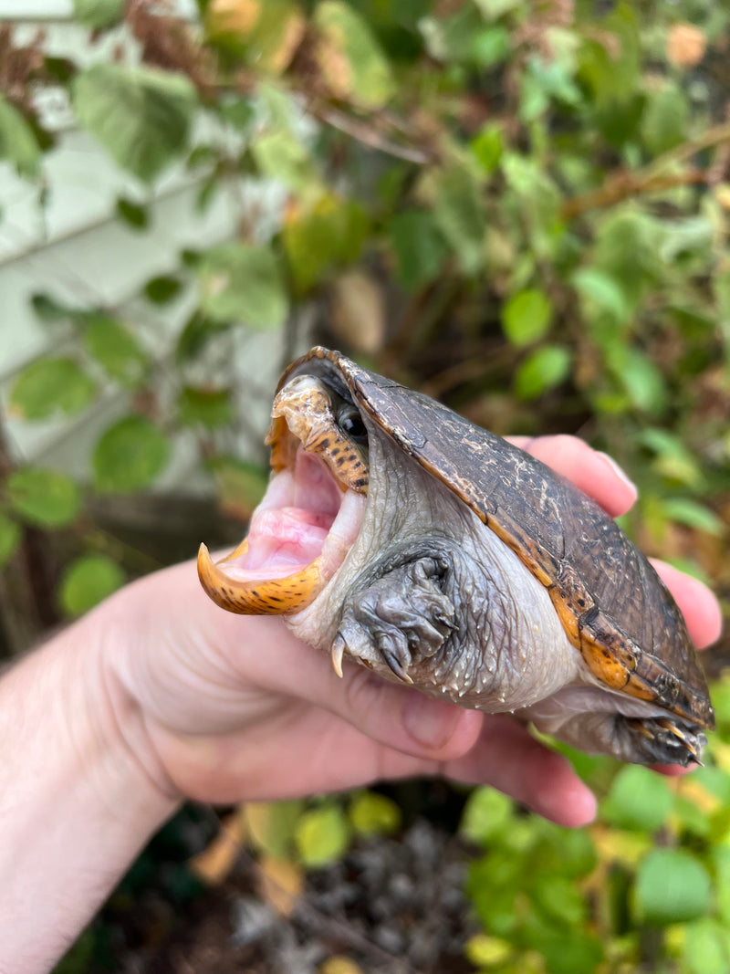 Vampire Musk Turtle Adult Male