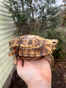 Homes Hinge-back Tortoise Adult Pair 2 (Kinixys homeana)