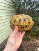 Forstens Tortoise 2020 Female 6 (Indotestudo forstenii)