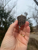 Hypomelanistic Pink Alligator Snapping Turtle Pig Tailed Macrochelys temminckii)