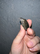 Concentric Diamondback Terrapin 2022 (Malaclemys terrapin)