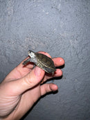 Concentric Diamondback Terrapin 2022 (Malaclemys terrapin)