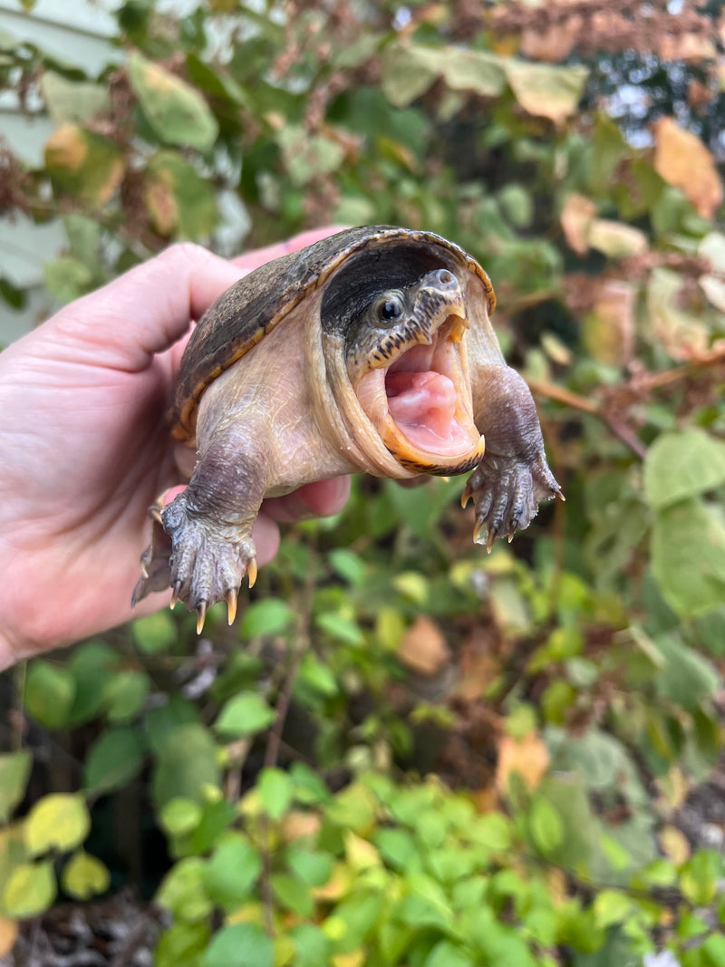 Vampire Musk Turtle Adult Female