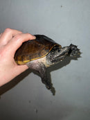 Mexican Giant Musk Adult Female 1 (Staurotypus triporcatus)