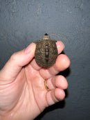 Concentric Diamondback Terrapin 2022 (Malaclemys terrapin)