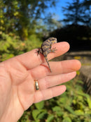 Reticulated Gargoyle Gecko Well Started Babies (Rhacodactylus auriculatus)