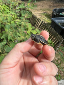 Pastel Southern Painted Turtle Baby (Chrysemys picta dorsalis)