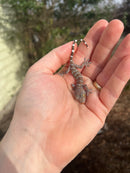 Tokay Gecko Baby (Gekko gecko)