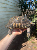 Marginated Tortoise Adult Male 2 (Testudo marginata)